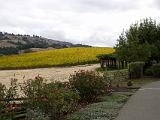 Anderson Valley 001